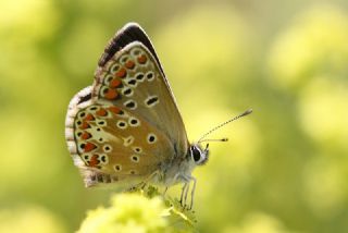 okgzl Orman Esmeri (Aricia artaxerxes)