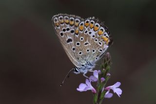 okgzl Mavi (Polyommatus icarus)