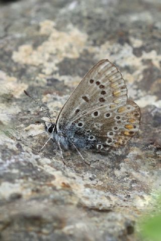 okgzl Mavi (Polyommatus icarus)