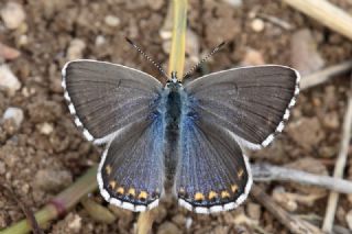 okgzl Gk Mavisi (Polyommatus bellargus)