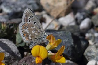 okgzl Balkan Mavisi (Aricia anteros )