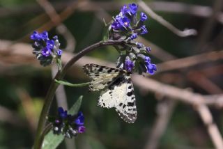 Kafkas Fistosu (Zerynthia caucasica)