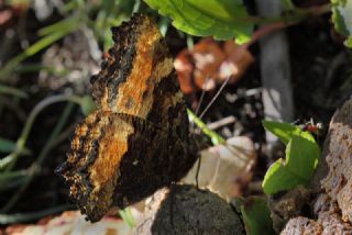 Karaaa Nimfalisi (Inachis polychloros)