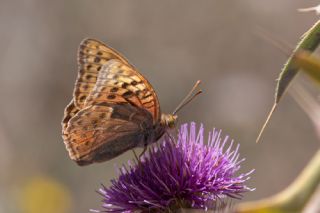 Bahadr (Argynnis pandora)