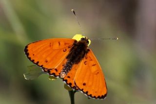 Benekli parhan (Melitaea didyma)