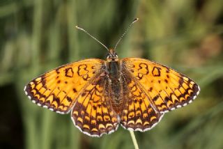 parhan (Melitaea cinxia)