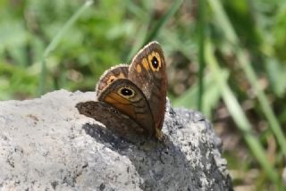 Esmerboncuk (Lasiommata maera)