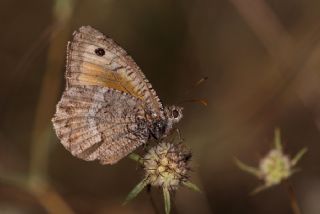 Seyit (Arethusana arethusa)