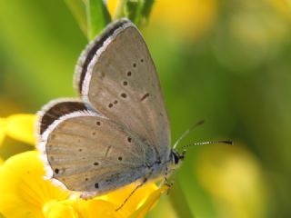 Fransz Everesi (Cupido alcetas)