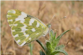 Yeni Beneklimelek (Pontia edusa)