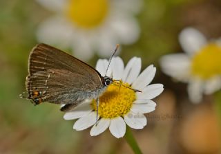 Minik Sevbeni (Satyrium acaciae)