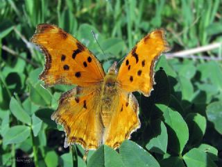 Anadolu Yrtkprt (Polygonia egea)