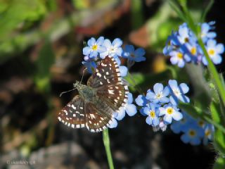 Ege Zpzp (Pyrgus melotis)