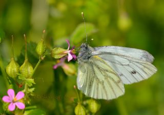 Yalanc Beyazmelek (Pieris pseudorapae)