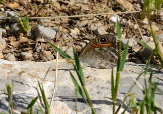 Esmerboncuk (Lasiommata maera)