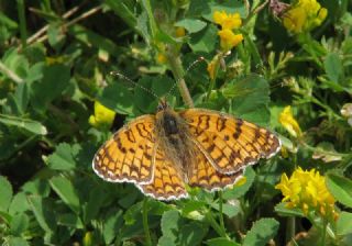 Benekli Byk parhan (Melitaea phoebe)