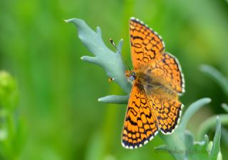 parhan (Melitaea cinxia)