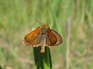 Sar Lekeli Zpzp (Thymelicus acteon)