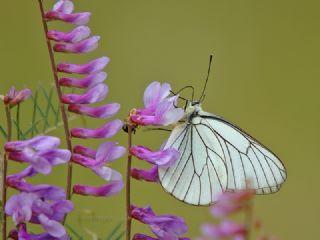 Al Beyaz (Aporia crataegi)