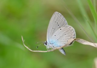 Tr almalar ([unknown genus] n/a)