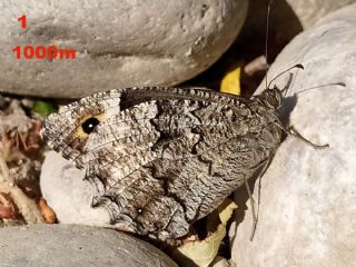 Byk Karamelek (Hipparchia syriaca)