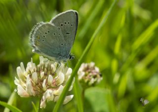 okgzl Gzel Mavi (Polyommatus bellis)