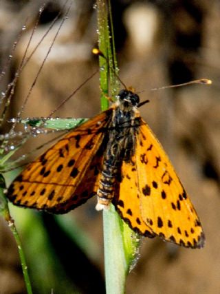 Benekli parhan (Melitaea didyma)