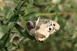 Kzl Cad (Chazara bischoffii)