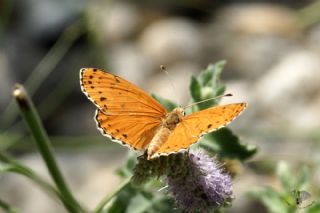 ranl parhan (Melitaea persea)