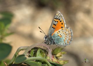Akbes Gelincii (Tomares nesimachus)
