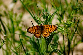 Cezayirli parhan (Melitaea ornata)