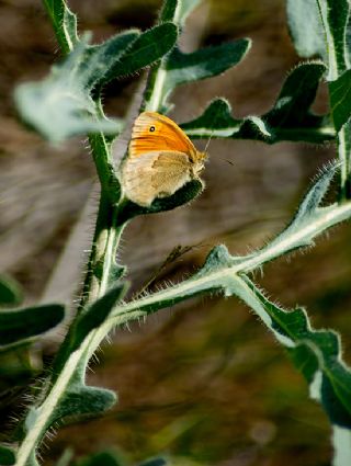 Kk Zpzp Perisi (Coenonympha pamphilus)