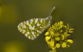 Da Oykls (Euchloe ausonia)