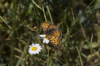 Gzel parhan (Melitaea syriaca)