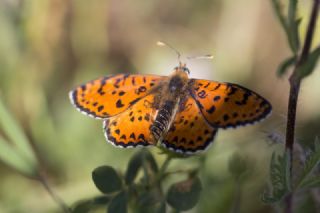 Gzel parhan (Melitaea syriaca)