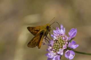 Orman Zpzp (Ochlodes sylvanus)