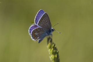 okgzl Meneke Mavisi (Polyommatus thersites)