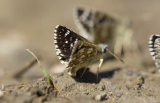 Kzl Zpzp (Spialia orbifer)