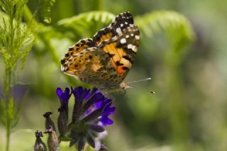 Diken Kelebei (Vanessa cardui)