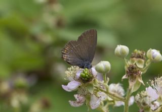 Byk Sevbeni (Satyrium ilicis)