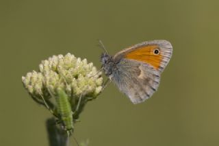 Kk Zpzp Perisi (Coenonympha pamphilus)