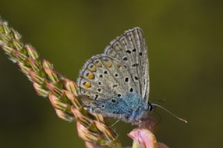 okgzl Mavi (Polyommatus icarus)