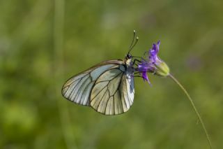 Al Beyaz (Aporia crataegi)