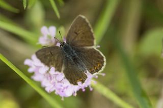 okgzl Balkan Mavisi (Aricia anteros )