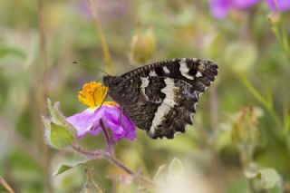 Kara Murat (Brintesia  circe)