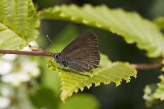 Byk Sevbeni (Satyrium ilicis)