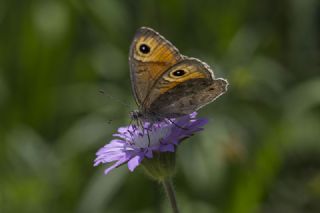 Esmerboncuk (Lasiommata maera)