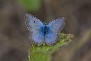 okgzl Balkan Mavisi (Aricia anteros )