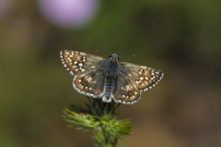 Sarbandl Zpzp (Pyrgus sidae)