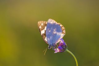 Orman Melikesi (Melanargia galathea)